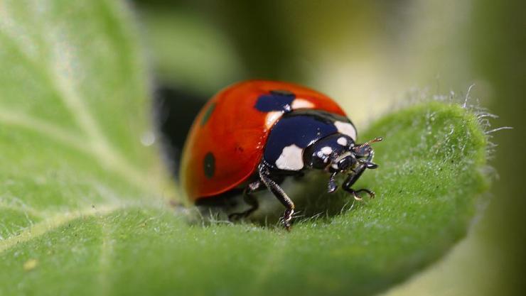 <p>Engineers and scientists study nature to find new ideas for designs and processes. For example, how a ladybug folds its wings can inspire new designs for compact satellites. With a new grant, Georgia Tech researchers will help high school teachers bring those kinds of engineering concepts into their classrooms.</p>