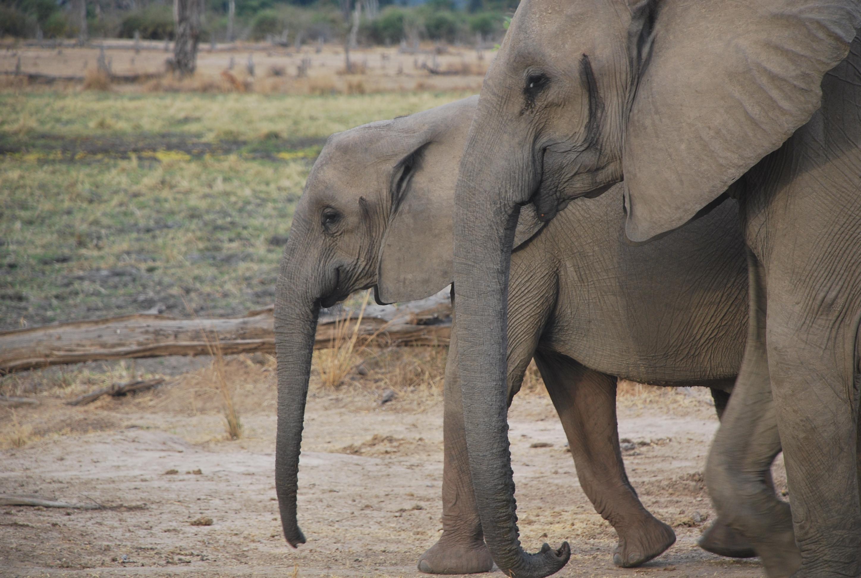 Profiles of two eastern African elephants walking side by side.