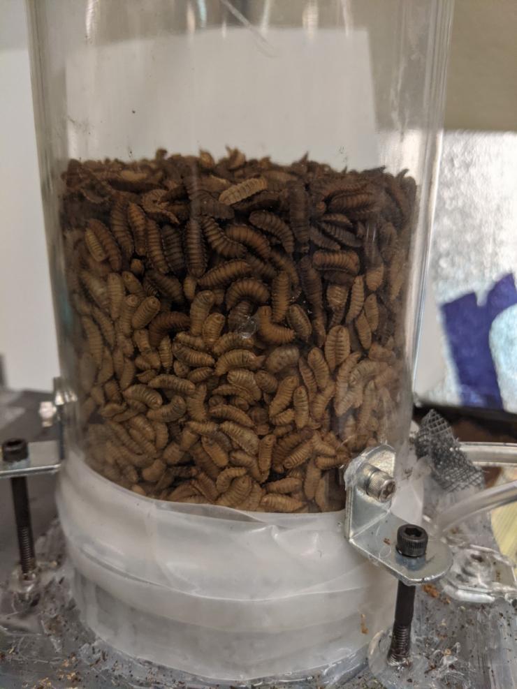 <p>Black soldier fly larvae act like fluids when agitated by rapid air flow. Georgia Tech researchers are examining how this insect superfood can be raised and fed in dense groups without overheating. Finding optimal air velocity is key.</p>