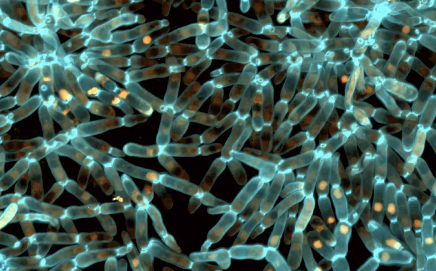 Georgia Tech Professor Awarded John Templeton Foundation Grant