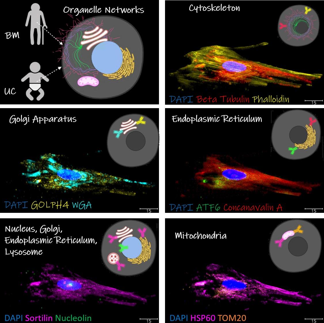 renderings of organelles