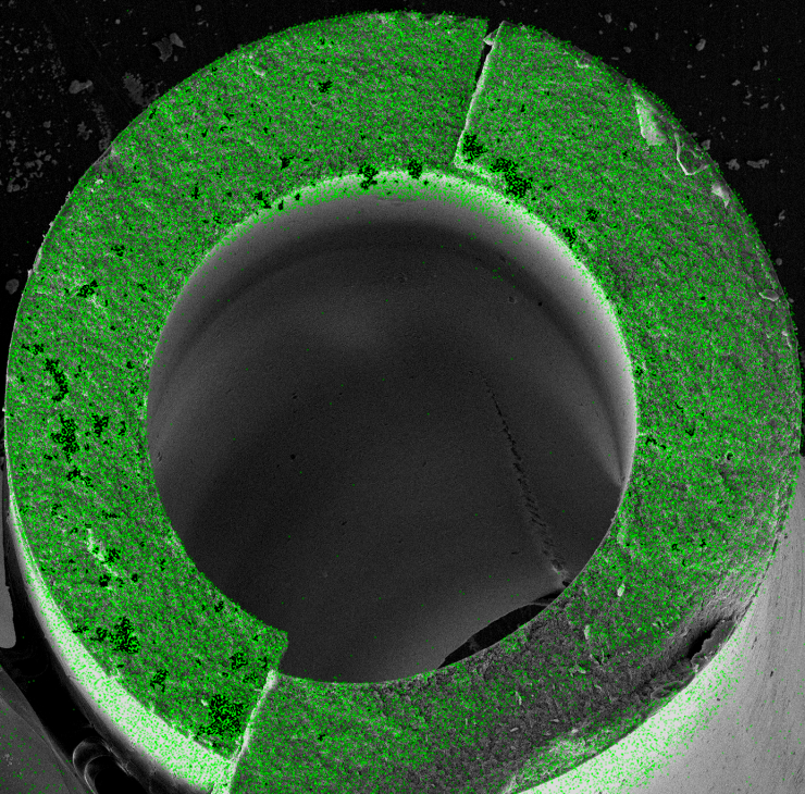 <p>This image shows an elemental map collected with electron microscopy of a fractured cross-section of hybrid hollow fiber membrane with a radius of about 500 μm. Green dots signify locations of the metal oxide within the membrane. This image shows that metal oxide infuses throughout the entire membrane. Microscopy was done by Fengyi Zhang at Georgia Tech’s Materials Characterization Facility.</p>
