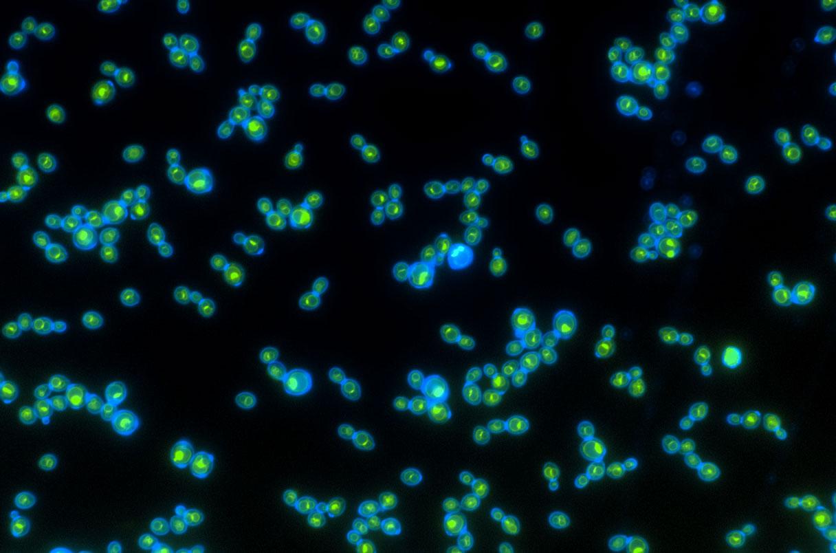 A constellation of blue and green cell clusters. Blue cell walls surround small green compartments.