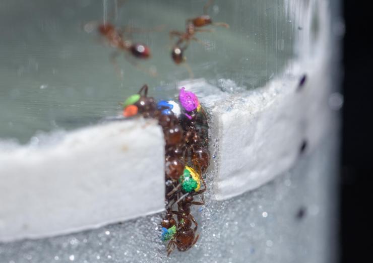 <p>To understand their strategies for working effectively without clogging traffic jams, researchers studied how fire ants dug tunnels in glass particles that simulated soil. (Credit: Rob Felt, Georgia Tech)</p>