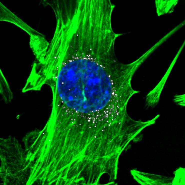 <p>Cells, stained in green with blue nuclei, are targeted by nanoparticles carrying DNA barcodes (white). The nanoparticles efficiently delivery their DNA payload into the cells. (Image courtesy of Daryll A. Vanover, Kalina Paunovska, and Cory Sago at Georgia Tech).</p>