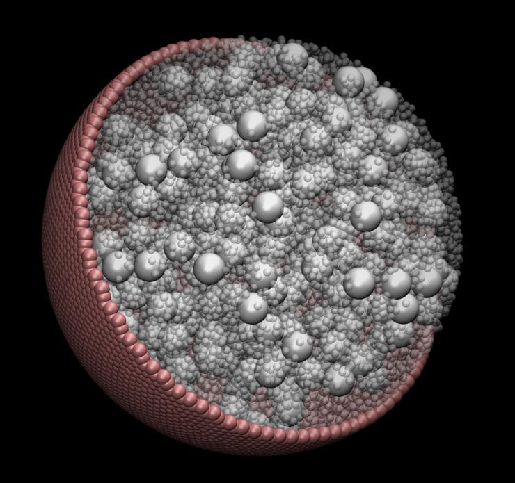 <p>A visualization of one of the model cells simulated by researchers at the Georgia Institute of Technology. The work shows that particles linger near cells walls, and that motion inside cells is slowed. (Courtesy of Edmond Chow)</p>