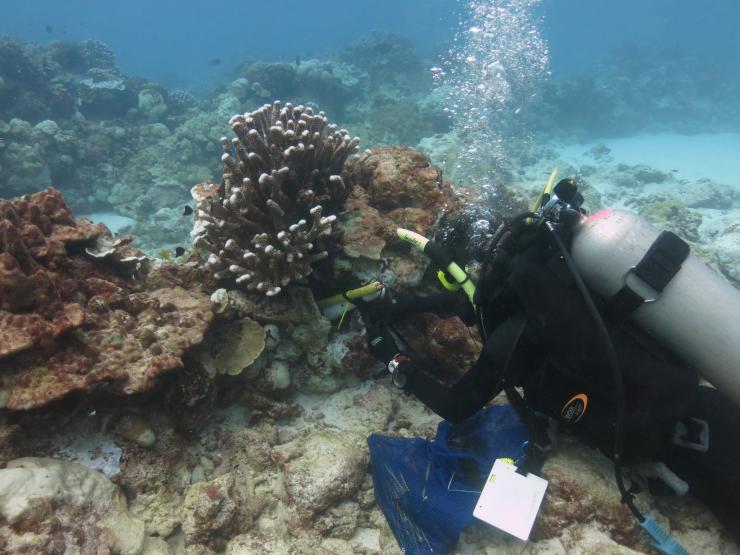 <p>Graduate student Pamela Grothe installs temperature and salinity logging devices on a Christmas Island coral reef to monitor conditions through the current El Niño event. (Credit: Alyssa Atwood, Georgia Tech)</p>