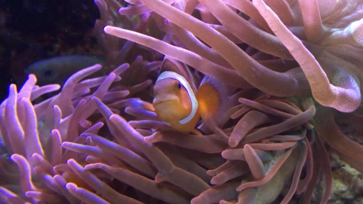 <p>A clownfish peers out of an anemone in a tank at Georgia Aquarium. Anemones usually sting, kill and eat fish, but not clownfish. Georgia Tech researchers found that the microbial colonies in the slime covering clownfish shifted markedly when the nested in an anemone. Could the microbes be putting out chemical messengers that pacify the fish killer? Credit: Georgia Tech / Ben Brumfield</p>