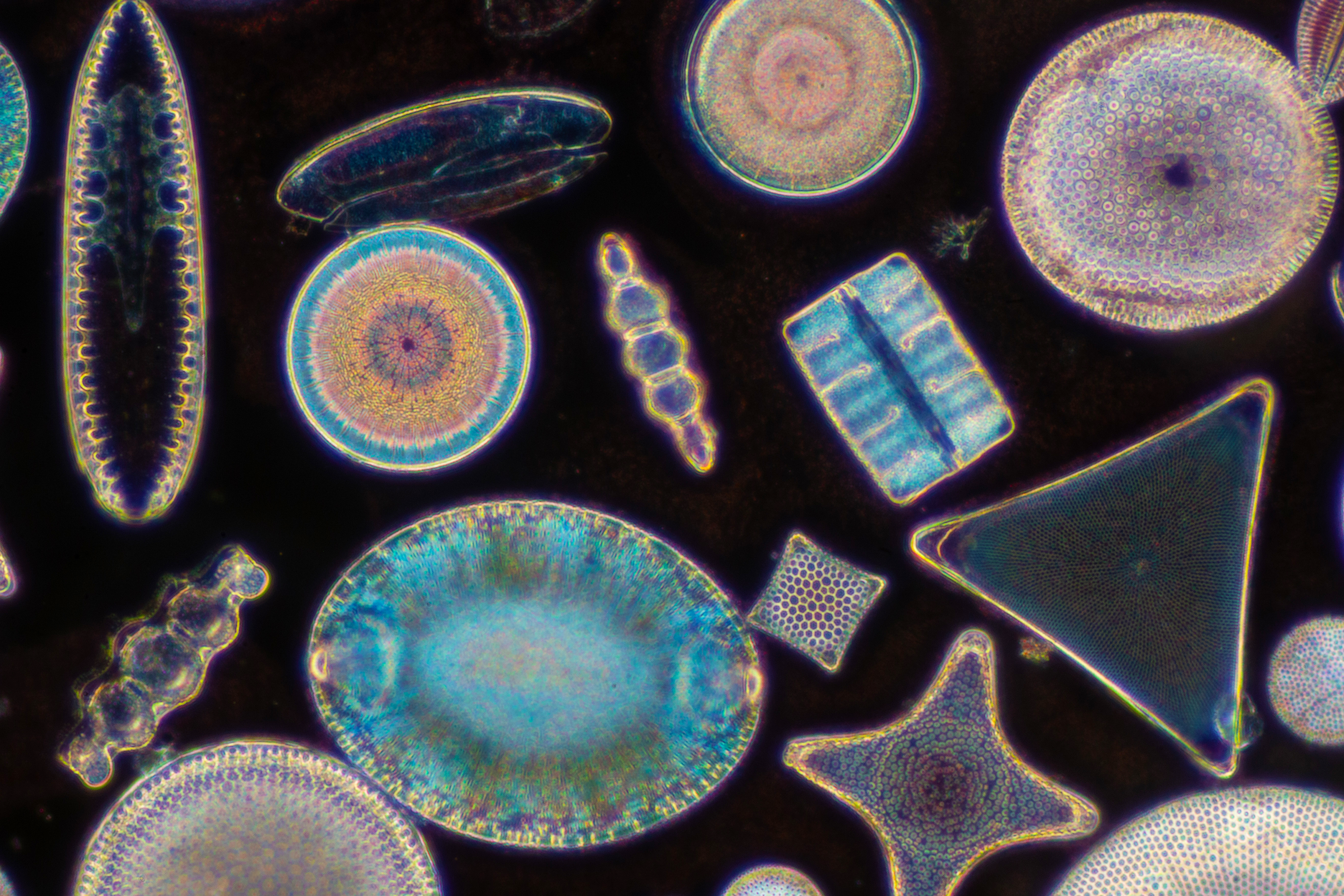 微小な珪藻が気候に与える巨大な影響を解明（Tiny Diatoms, Big Climate Impact: How Microscopic Skeletons Rapidly Shape Ocean Chemistry）