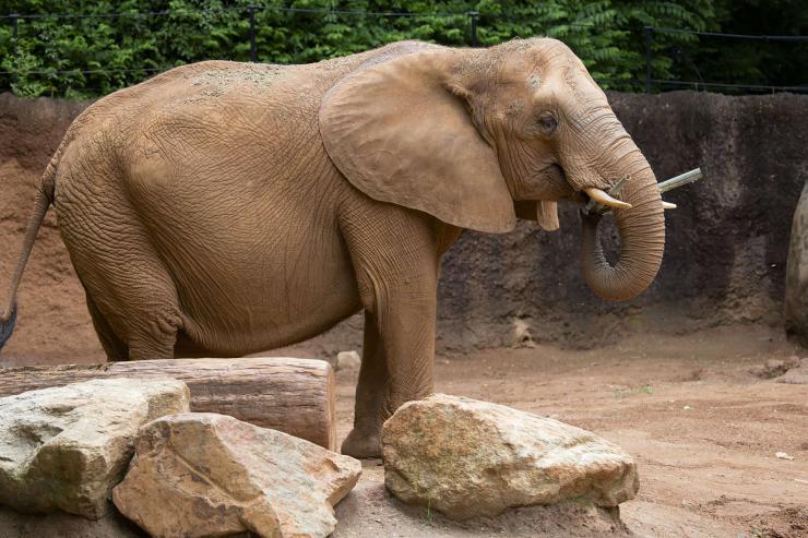 <p>A new study demonstrates the physics that elephants use to feed themselves the massive quantities of leaves, fruit and roots needed to sustain their multi-ton bodies. (Credit: Zoo Atlanta)</p>
