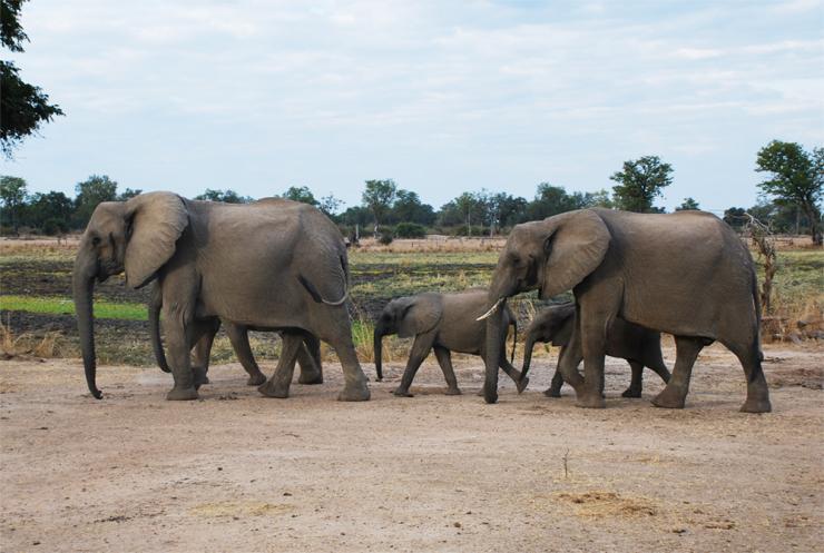 <p>Africa is home to a diverse range of vertebrate ecosystems, including the most complete natural community of remaining terrestrial megafauna: large animals that include the “big five”— elephants, giraffes, hippopotamuses, rhinoceroses, and large bovines. (Photo: Jess Hunt-Ralston)</p>