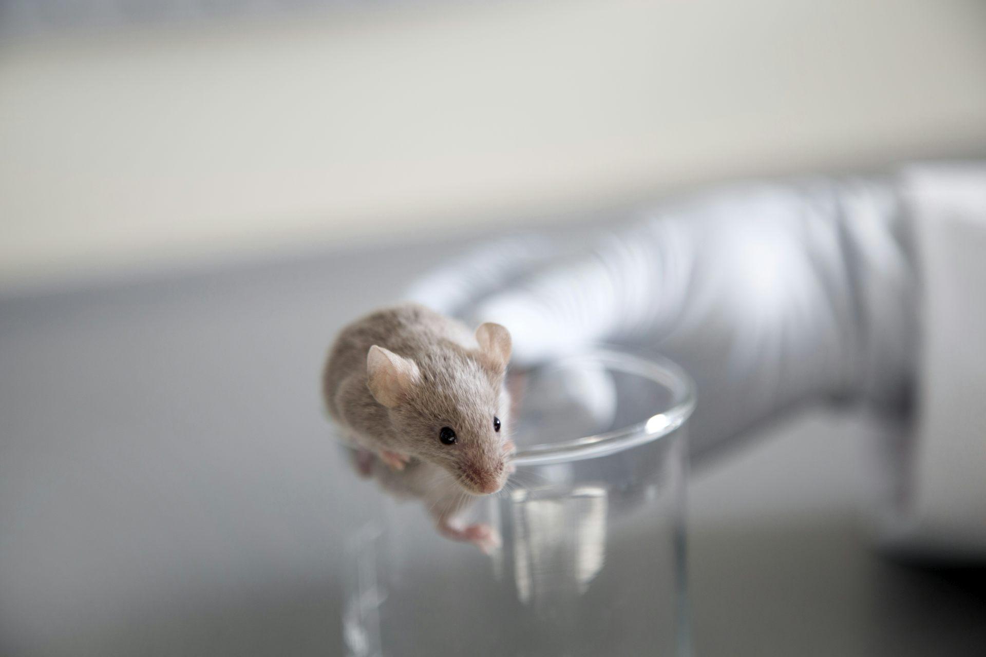  Mice have complex visual systems that can clarify how vision works in people. Westend61/Getty Images