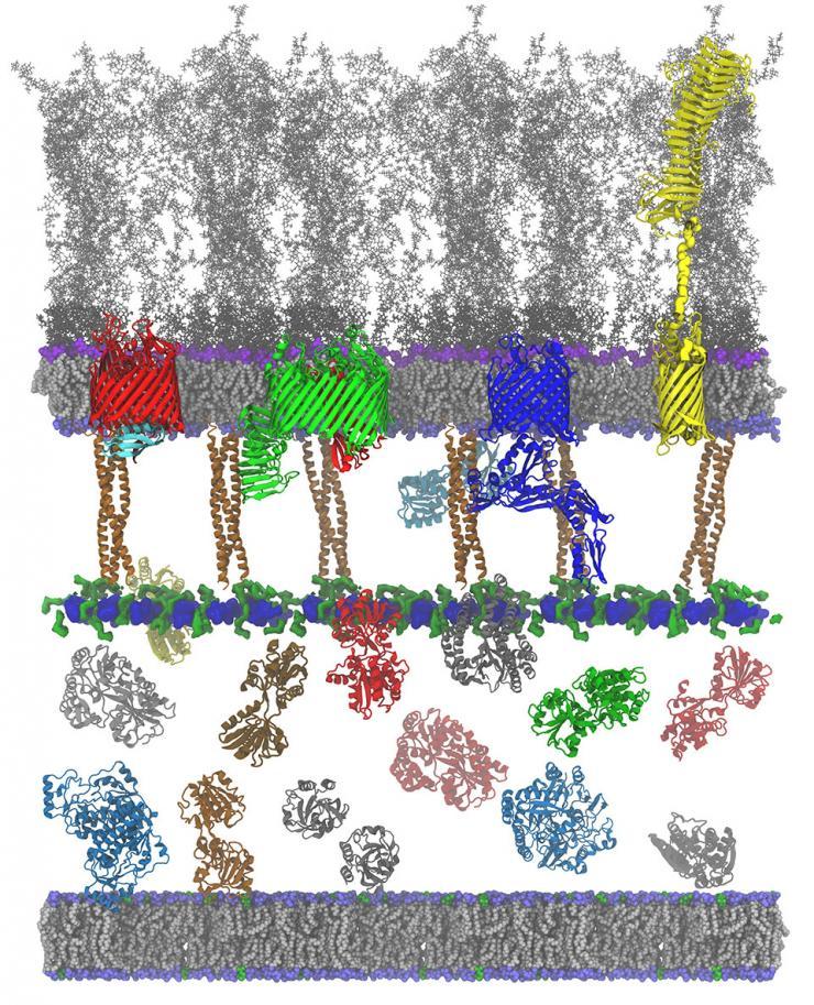 <p>This detailed model shows how proteins interact with the cell membranes of gram-negative bacteria such as <em>E. coli, N. gonorrhoeae and Salmonella</em>. The goal is to find new ways to attack these microorganisms with antibiotics compounds.<br /> Image: Curtis Balusek, Hyea Hwang, James C. Gumbart</p>