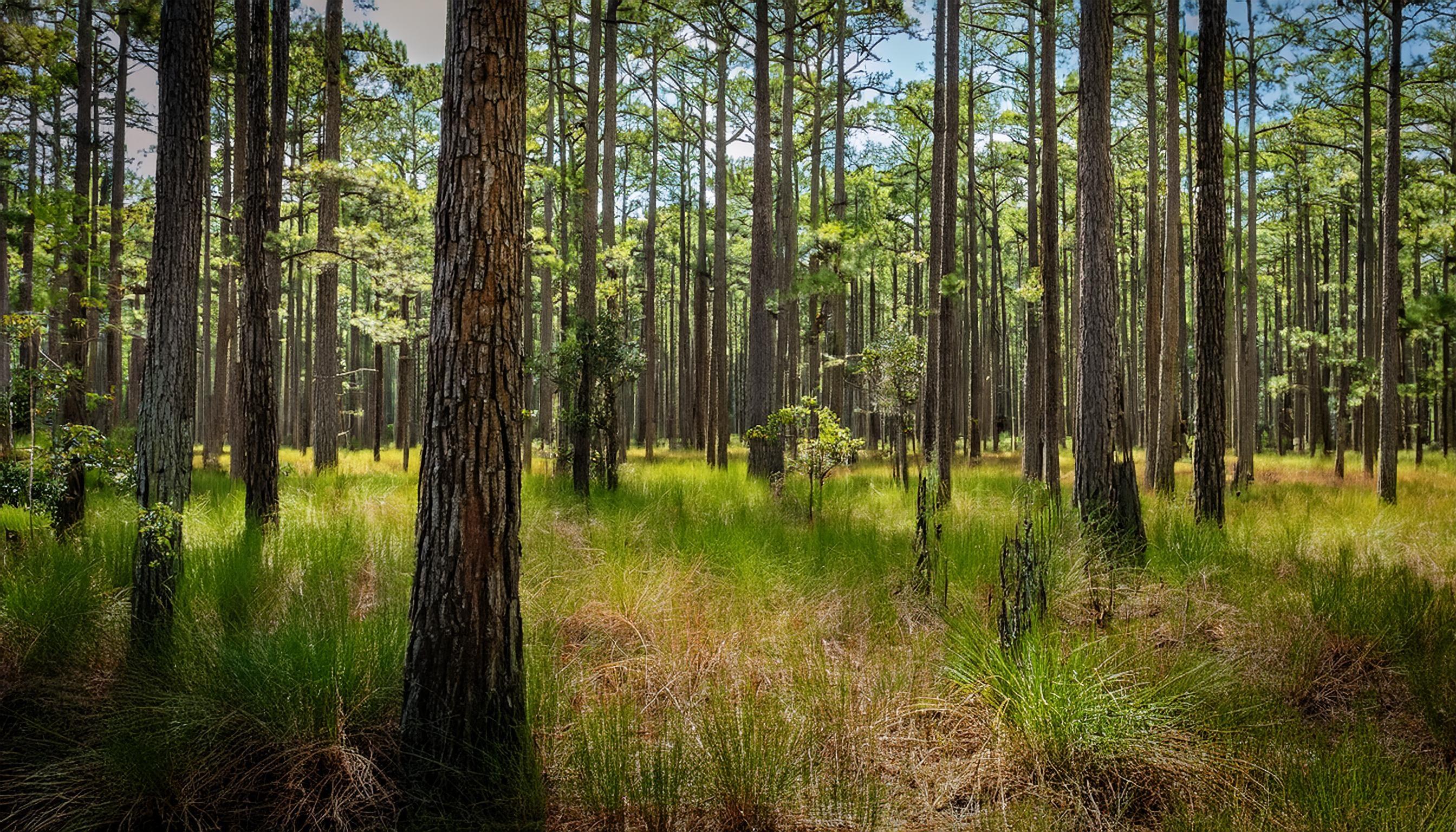 Tall pine trees in a sunlit forest with dense green grasses and undergrowth covering the forest floor.