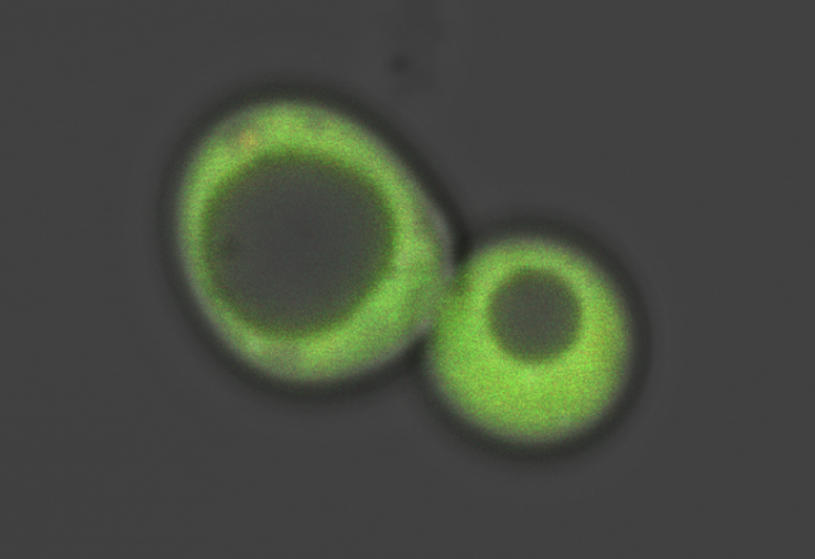 <p>A tailor-made ratiometric sensor makes a baker's yeast cell light up green, as Georgia Tech scientists use it to track the movements of the essential toxin heme.</p>