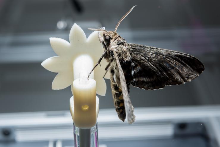 <p>A hawkmoth clings to a robotic flower used to study the insect’s ability to track the moving flower under low-light conditions. The research shows that the creatures can slow their brains to improve vision under low-light conditions – while continuing to perform demanding tasks. (Credit: Rob Felt, Georgia Tech)</p>