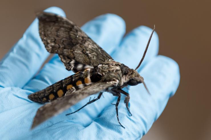 <p>Research on the hummingbird-sized hawk moth (<em>Manduca sexta</em>) shows that millisecond changes in timing of its action potential spikes conveys the majority of information the moth uses to coordinate the muscles in its wings. (Credit: Rob Felt, Georgia Tech)</p>