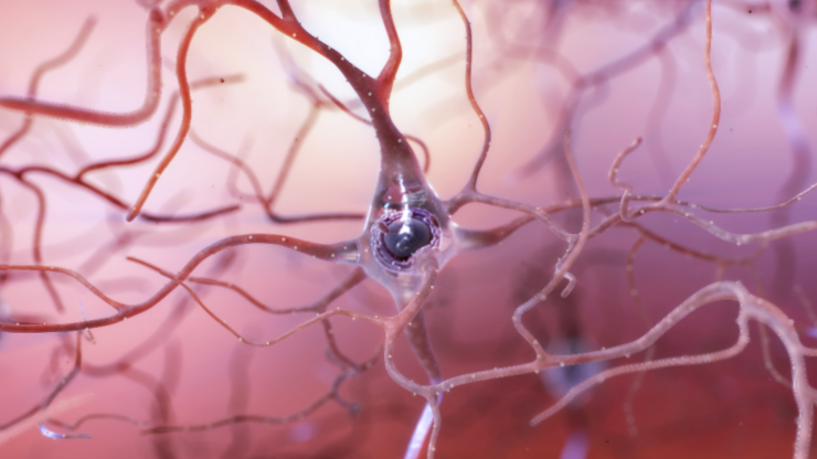 <p>Illustration of a healthy neuron in the brain. Credit: the National Institute on Aging/National Institutes of Health</p>