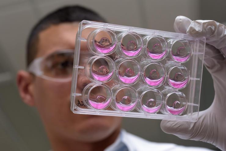 <p>Georgia Tech Graduate Research Assistant Ricardo Cruz-Acuña holds multiwell plates containing hydrogel matrix materials and human intestinal organoids (HIOs). The research may lead to a new technique for treating injuries caused by gastrointestinal diseases. (Credit: Rob Felt, Georgia Tech)</p>