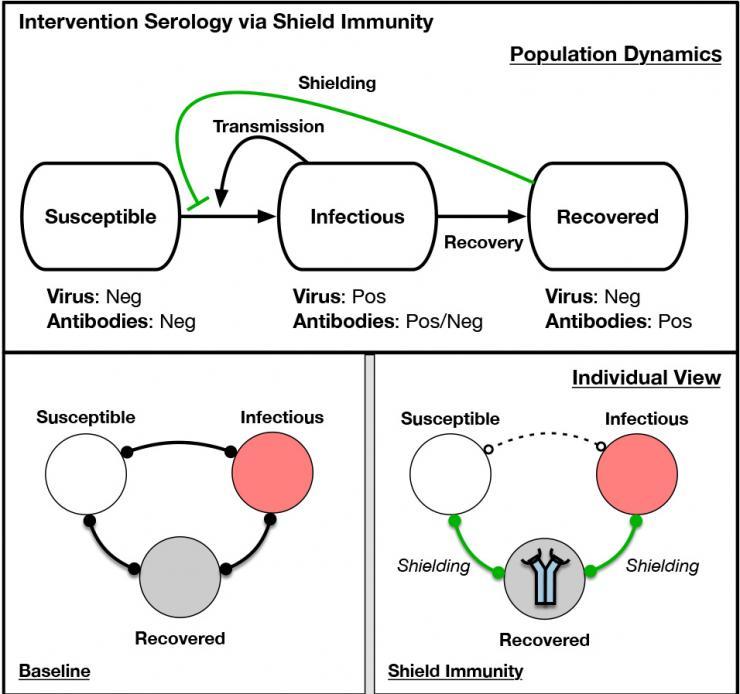 This simplified schematic shows intervention serology via shield immunity. The presumed immunity of those who have recovered from the infection could allow them to safely substitute for susceptible people in certain high-contact occupations such as healthcare.