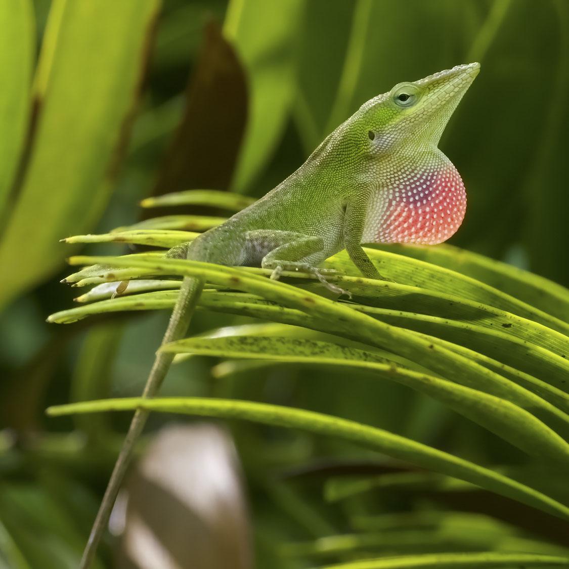 American green anole (Credit: Day’s Edge Productions)