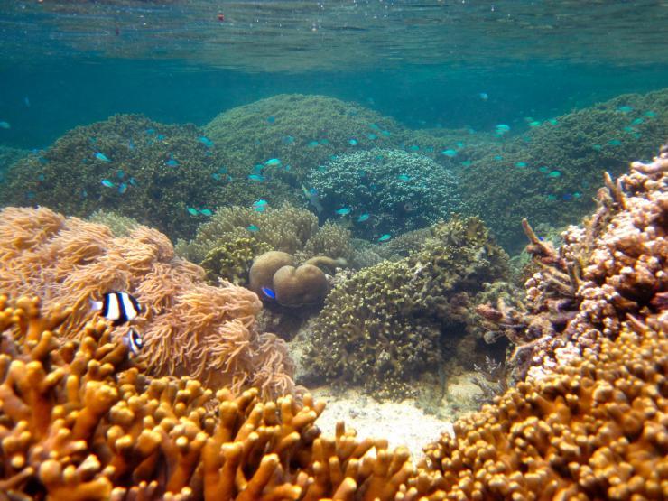 <p>Fishes and healthy coral show the benefits of marine protected areas designed to protect reef ecosystems. (Credit: Cody Clements, Georgia Tech)</p>