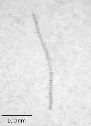 <p>Transmission electron microscope image of barium titanate (BaTiO3) nano-necklaces. (Credit: Zhiqun Lin)</p>