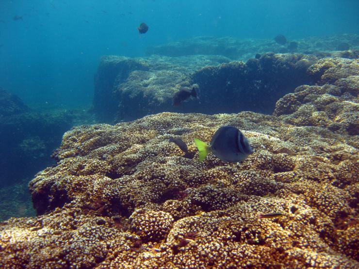 <p>An actively growing reef in Panamá. Credit: Lauren Toth. </p>