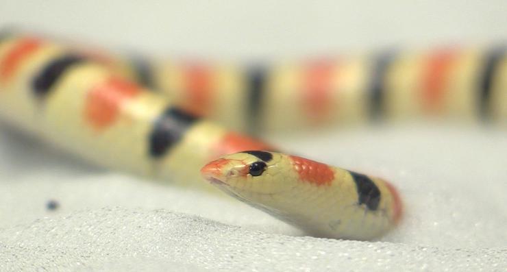 <p>The shovel-nosed snake, which is found in the Mojave Desert of the southeast United States, has an elongated body and low-friction skin, which allow it to swim through sand rapidly and efficiently. It is shown here in a bed of sand in a Georgia Tech laboratory. (Credit: Jason Maderer)</p>