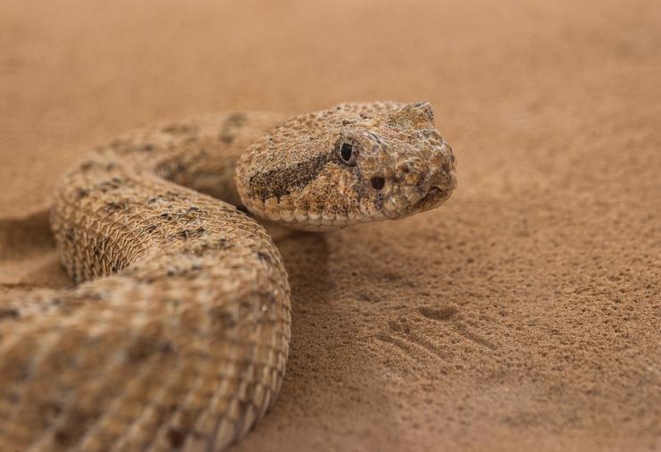 <p>A sidewinder snake is shown in a sand-filled trackway at Zoo Atlanta. Researchers from Georgia Tech, Carnegie Mellon University, Zoo Atlanta and Oregon State University studied the snakes to understand the unique motion they use to climb sandy slopes. (Credit: Rob Felt)</p>