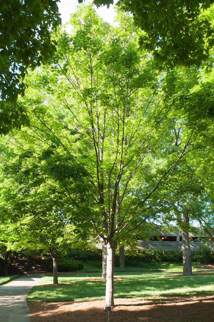 <p>A Sugar Maple tree on Georgia Tech's campus</p>