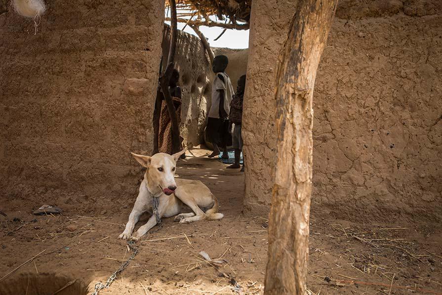 A dog in Chad is tethered to prevent the spread of Guinea worm disease. The number of human and animal cases of the disease in Chad dropped by 27% from 2021 to 2022. [Courtesy of Carter Center]