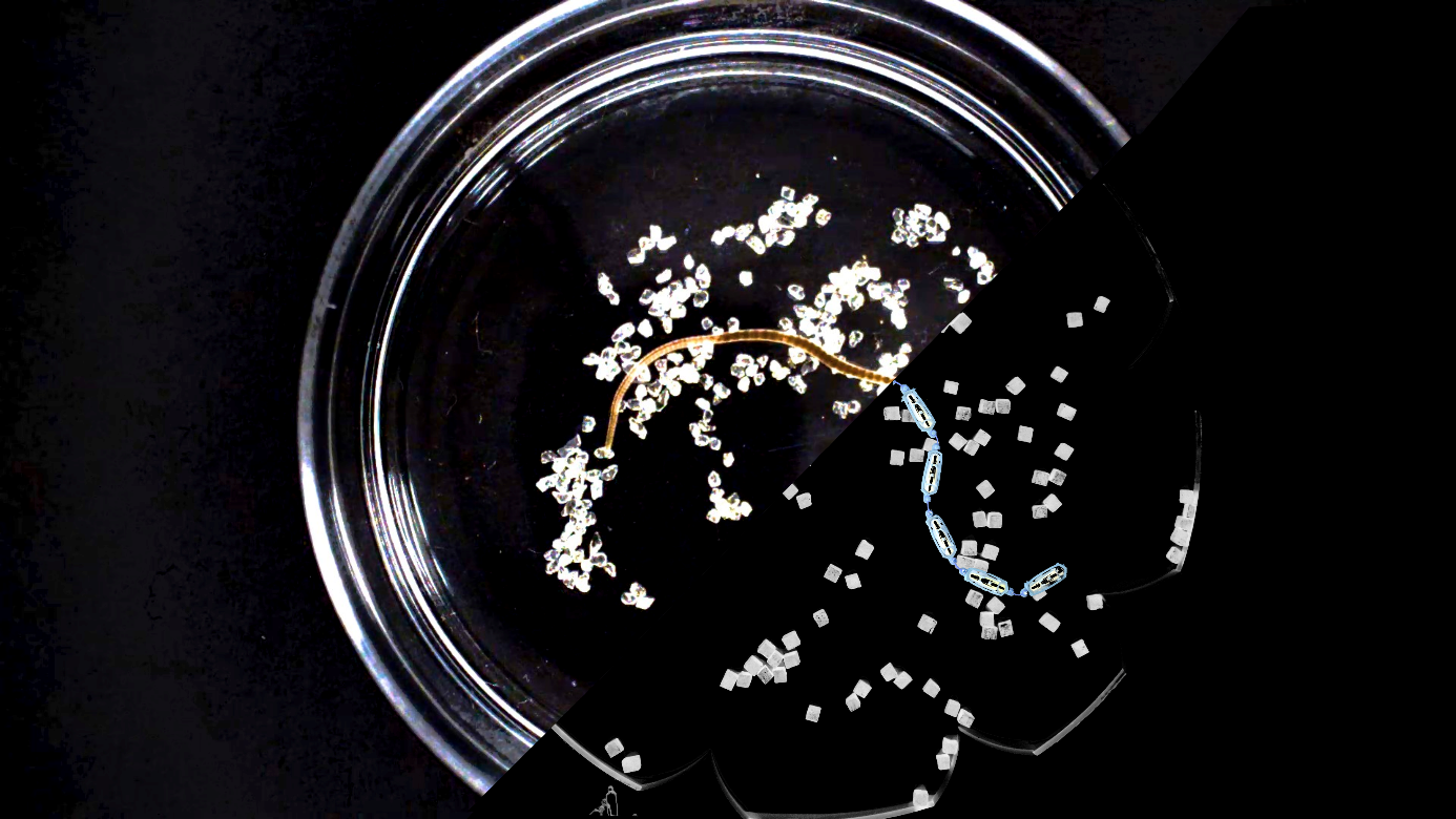 A real worm in a Petri dish (top left) and a robot worm (bottom right) clean their environments of tiny particles in a very similar manner.