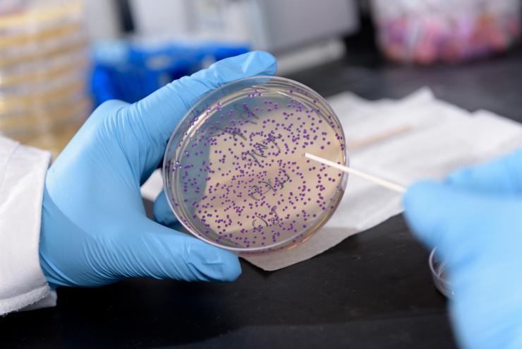 <p>Georgia Tech graduate research assistant Daniel Watstein holds a plate containing E. coli that is producing a purple pigment in response to levels of zinc. The bacterium could be used to detect nutritional deficiencies in resource-limited areas of the world. Purple would indicate low levels of the micronutrient. (Credit: Rob Felt, Georgia Tech)</p>