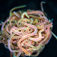 California black worms tightly tangled together in a blob. Credit: Harry Tuazon, Georgia Tech