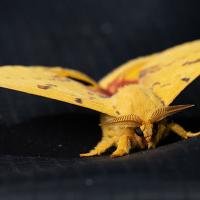 A closeup image of a moth
