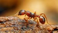 Ant on the ground