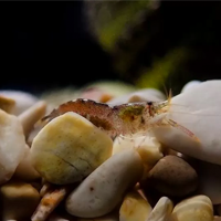 Scientists have discovered a tiny baby shrimp with claws which snap closed quicker than a bullet comes out of a gun, which is really fast.