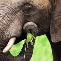 elephant eating leaves