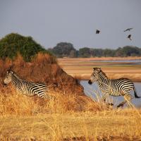Zebra gallop across grassland in eastern Africa. Ankle gear ratios of mammals that live in open savannas vary to those in more enclosed habitats, since animals in open areas typically need to run faster. (Photo: Jess Hunt-Ralston)