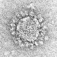 An electron microscope image of a particle of SARS-CoV-2, which is the virus that causes COVID-19. The prominent spikes give the coronavirus its name and are being targeted some efforts to develop a vaccine against it. (Centers for Disease Control and Prevention: Cynthia S. Goldsmith and A. Tamin.)