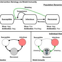 This simplified schematic shows intervention serology via shield immunity. The presumed immunity of those who have recovered from the infection could allow them to safely substitute for susceptible people in certain high-contact occupations such as healthcare.