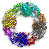 A bacterial warrior the only one of its kind? This enzyme is &quot