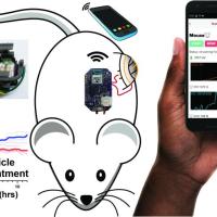 mouse and wearable