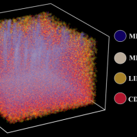 Three-dimensional molecular map of a tonsil using TOF-SIMS, a 3D chemical imaging technique that visualizes metabolic and cellular profiles of more than 190 compounds from a human tissue sample. The plot depicts four distinct chemical and protein signatures — lipids, metabolites, and isotope-labeled cells (CD20). (Image Courtesy: Ahmet Coskun)