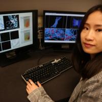 First author Yueyi Sun inside Georgia Tech’s Complex Fluids Modeling and Simulation Lab, where she compares the experimental and simulated platelet-driven fibrin clot contraction process. (Photo Credit: Alexander Alexeev, Georgia Tech) 