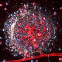 <p>Tumor microenvironment: Ankur Singh and Jean Koff want to understand what's happening at the biomolecular to create cancer disparities.  </p><p> </p>