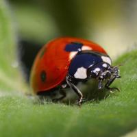 <p>Engineers and scientists study nature to find new ideas for designs and processes. For example, how a ladybug folds its wings can inspire new designs for compact satellites. With a new grant, Georgia Tech researchers will help high school teachers bring those kinds of engineering concepts into their classrooms.</p>