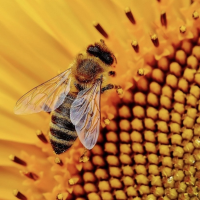 Honey bee on sunflower