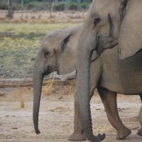 Profiles of two eastern African elephants walking side by side.